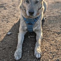 Luffy à l adoption #7