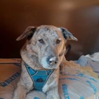 Luffy à l adoption #8