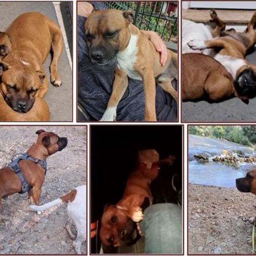 Mao à l’adoption, #0