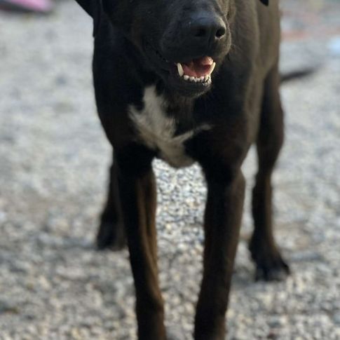 Reina à l'adoption #2