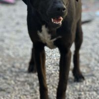 Reina à l'adoption #2