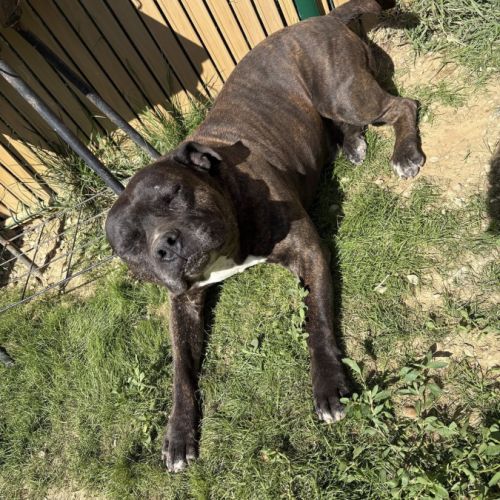 Kratos à l’adoption