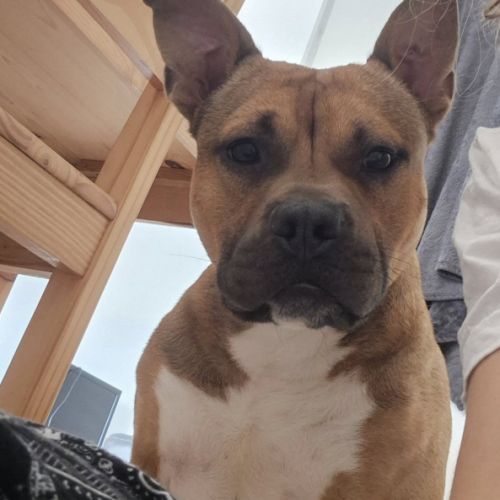 Oden à l’adoption, #1