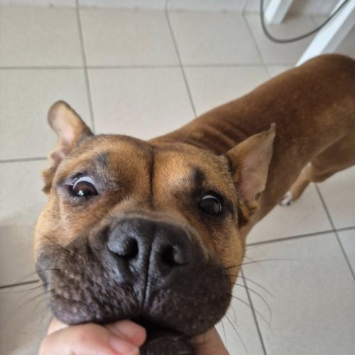 Oden à l’adoption, #4