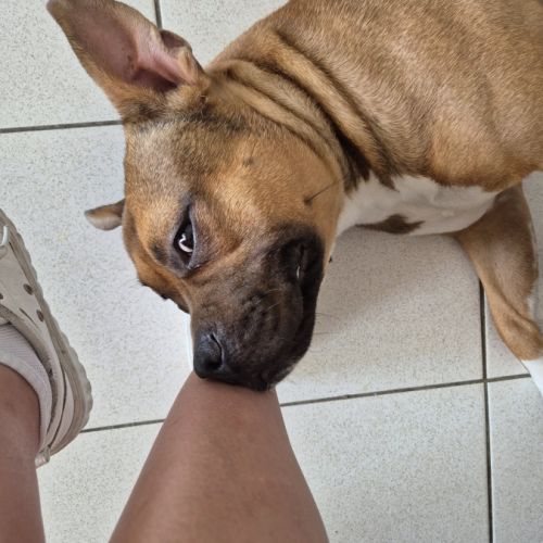 Oden à l’adoption, #7