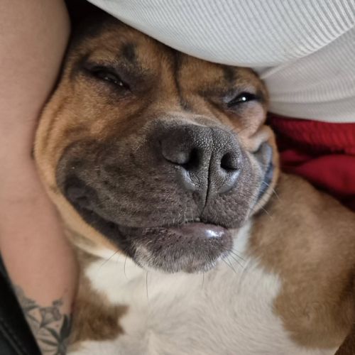 Oden à l’adoption, #8