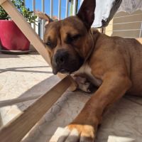 Oden à l’adoption, #2