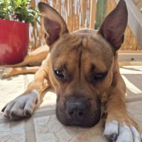 Oden à l’adoption,