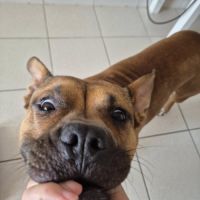 Oden à l’adoption, #4