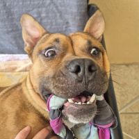 Oden à l’adoption, #5