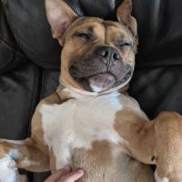 Oden à l’adoption, #6