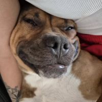 Oden à l’adoption, #8