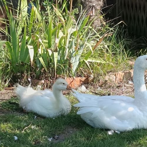 Oie blanche #1