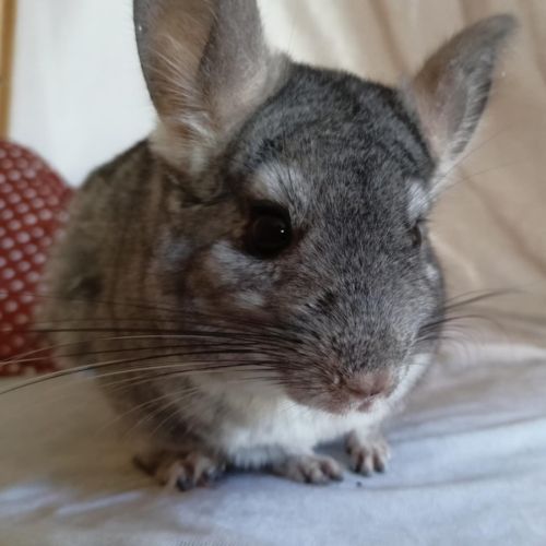 Chinchillas tchoupi et tob #1