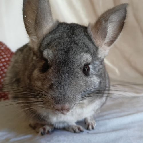 Chinchillas tchoupi et tob #4