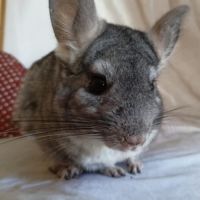 Chinchillas tchoupi et tob #1