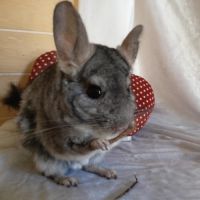 Chinchillas tchoupi et tob