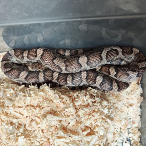 Pantherophis sp #0
