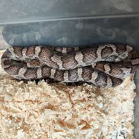 Pantherophis sp