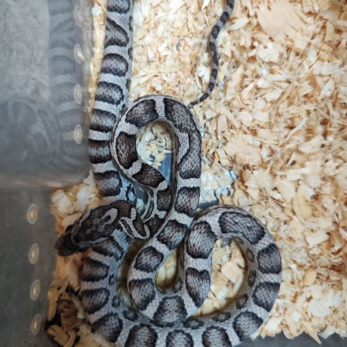 Pantherophis sp anery #0