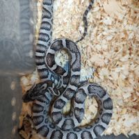 Pantherophis sp anery