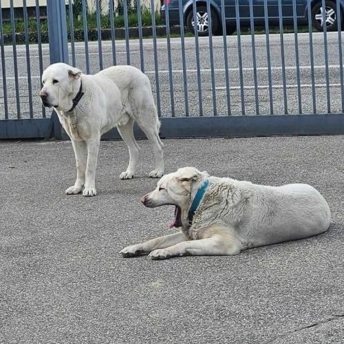 Graf à l’adoption #1