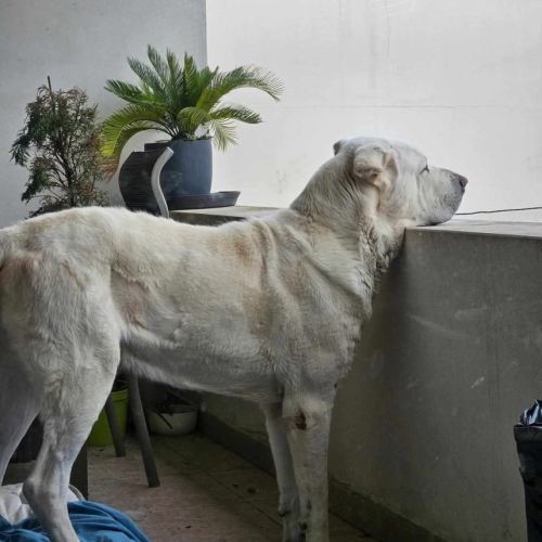 Graf à l’adoption #2