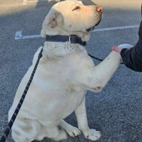 Graf à l’adoption #3