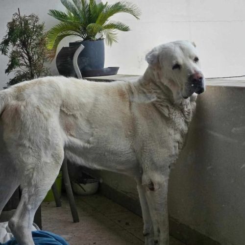 Graf à l’adoption