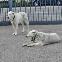 Graf à l’adoption #1