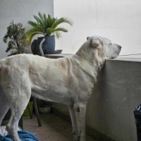 Graf à l’adoption #2