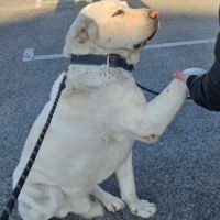 Graf à l’adoption #3