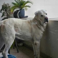 Graf à l’adoption #0