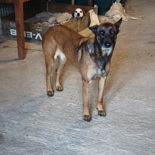 Tokyo à l'adoption #1