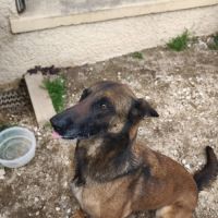 Tokyo à l'adoption #2