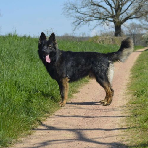 Venum à l’adoption #2