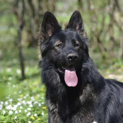 Venum à l’adoption