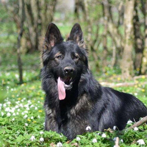 Venum à l’adoption #4