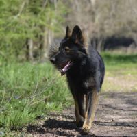 Venum à l’adoption #1