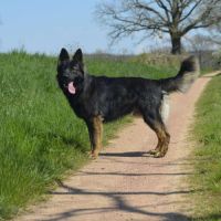 Venum à l’adoption #2