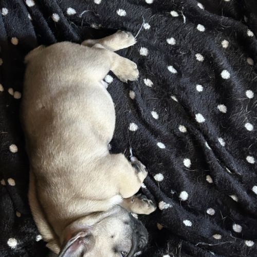 Bouledogue français lof #1