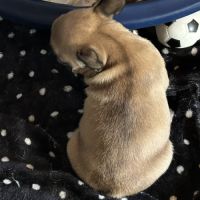 Bouledogue français lof