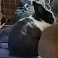 Donne lapin nain angora