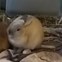 Donne lapin nain demi angora