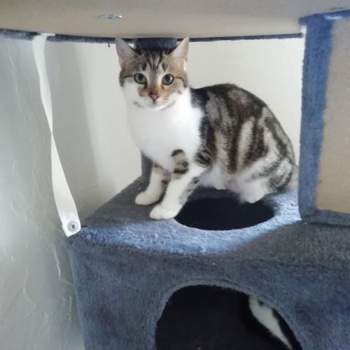 Zoé à l'adoption #1