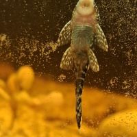 Donne un ancistrus de 3 cm.