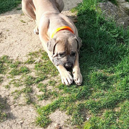 Cane corso mâle cherche famille #1