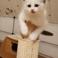 Ragdoll loof chatterie des perles d'opale #1