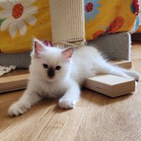 Ragdoll loof chatterie des perles d'opale