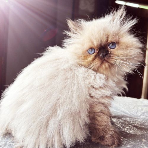Chaton persan seal point yeux bleu loof #1